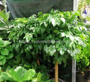 Cây hạnh phúc lớn mừng khai trương sang trọng,may mắn,tài lộc cho gia chủ