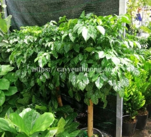 Cây hạnh phúc lớn mừng khai trương sang trọng,may mắn,tài lộc cho gia chủ