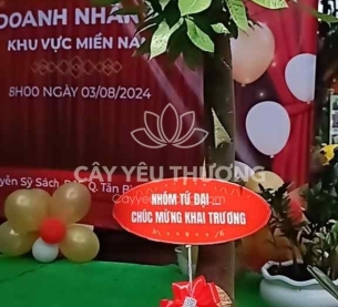 Cây kim ngân 1 thân | cây tặng khai trương tốt nhất