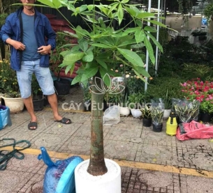 Cây kim ngân 1 thân | cây tặng khai trương tốt nhất