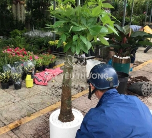 Cây kim ngân 1 thân | cây tặng khai trương tốt nhất