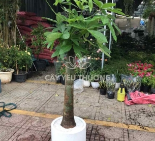 Cây kim ngân 1 thân | cây tặng khai trương tốt nhất