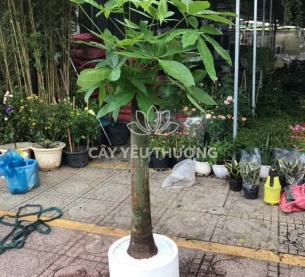 Cây kim ngân 1 thân | cây tặng khai trương tốt nhất