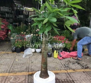 Cây kim ngân 1 thân | cây tặng khai trương tốt nhất