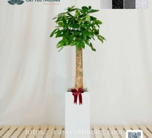 Cây kim ngân 1 thân lớn chậu đá mài trụ chữ nhật