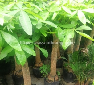 Cây kim ngân 1 thân lớn chậu đá mài trụ chữ nhật