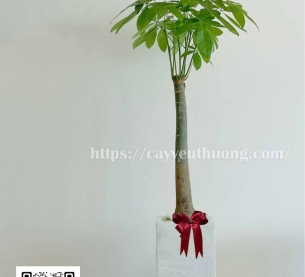 Cây kim ngân 1 thân lớn chậu đá mài trụ chữ nhật