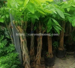 Cây kim ngân 1 thân lớn chậu đá mài trụ chữ nhật