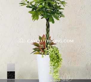Cây kim ngân - Cây nội thất [Indoor plants]