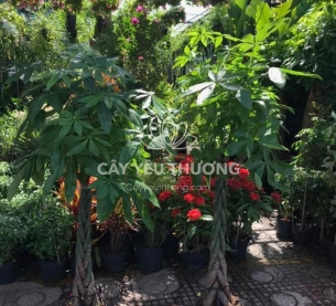 Cây kim ngân - Cây nội thất [Indoor plants]