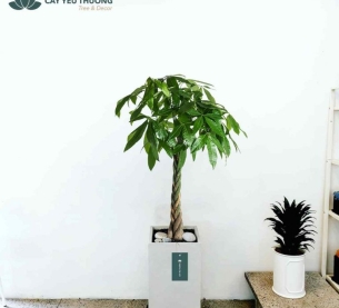 Cây kim ngân - Chậu xi măng,chậu đá mài trụ chữ nhật 30x30x60cm