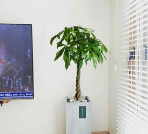 Cây kim ngân - Chậu xi măng,chậu đá mài trụ chữ nhật 30x30x60cm