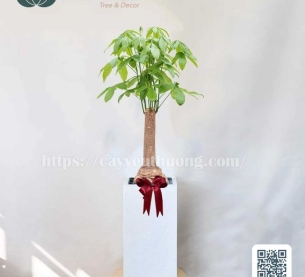 Cây kim ngân gốc lớn