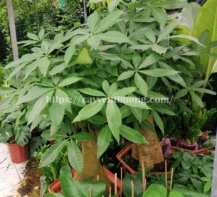 Cây kim ngân gốc lớn