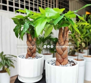 Cây kim ngân xoắn để bàn chậu sứ