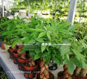 Cây kim ngân xoắn để bàn chậu sứ