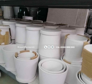 Cây kim ngân xoắn để bàn chậu sứ