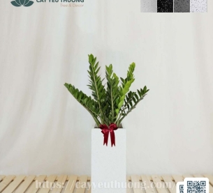 Cây kim tiền Cây mừng khánh thành đẹp,giá rẻ tại TPHCM