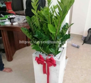 Cây kim tiền Cây mừng khánh thành đẹp,giá rẻ tại TPHCM