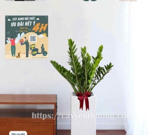 Cây kim tiền Cây mừng khánh thành đẹp,giá rẻ tại TPHCM