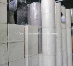 Cây kim tiền Cây mừng khánh thành đẹp,giá rẻ tại TPHCM