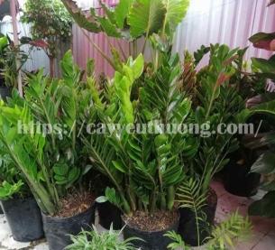 Cây kim tiền Cây mừng khánh thành đẹp,giá rẻ tại TPHCM