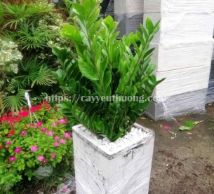 Cây kim tiền Cây mừng khánh thành đẹp,giá rẻ tại TPHCM