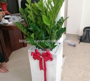 Cây kim tiền Cây mừng khánh thành đẹp,giá rẻ tại TPHCM