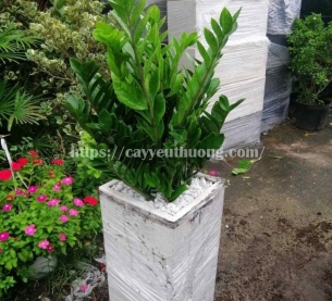 Cây kim tiền Cây mừng khánh thành đẹp,giá rẻ tại TPHCM