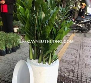 cây kim tiền | cây tặng khai trương giá 500k-700k