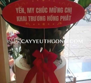 cây kim tiền | cây tặng khai trương giá 500k-700k