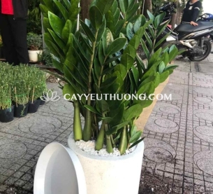 cây kim tiền | cây tặng khai trương giá 500k-700k