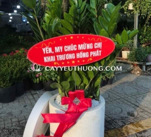 cây kim tiền | cây tặng khai trương giá 500k-700k