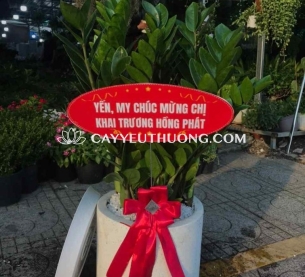 cây kim tiền | cây tặng khai trương giá 500k-700k