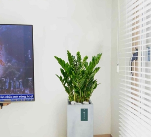 Cây kim tiền - Chậu xi măng,chậu đá mài trụ chữ nhật 30x30x60cm