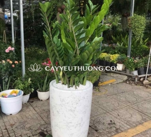 Cây kim tiền (kim phát tài) | cây tặng khai trương tốt nhất