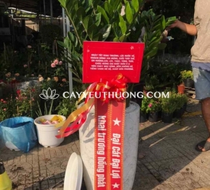 Cây kim tiền (kim phát tài) | cây tặng khai trương tốt nhất