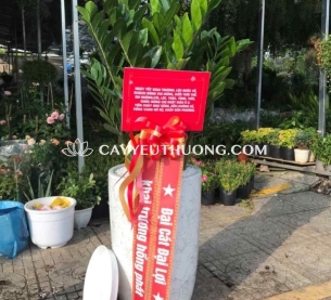 Cây kim tiền (kim phát tài) | cây tặng khai trương tốt nhất