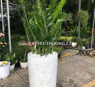 Cây kim tiền (kim phát tài) | cây tặng khai trương tốt nhất