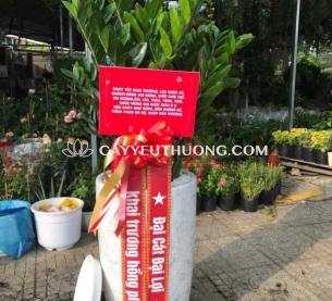 Cây kim tiền (kim phát tài) | cây tặng khai trương tốt nhất