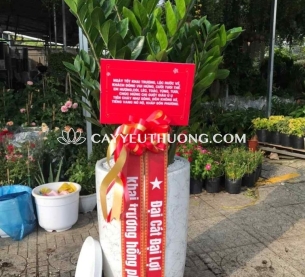 Cây kim tiền (kim phát tài) | cây tặng khai trương tốt nhất