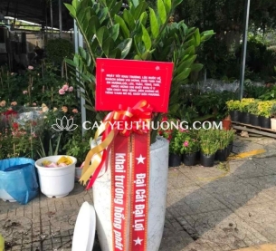 Cây kim tiền (kim phát tài) | cây tặng khai trương tốt nhất