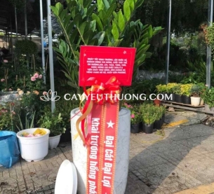 Cây kim tiền (kim phát tài) | cây tặng khai trương tốt nhất