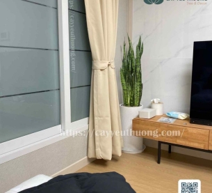 Cây lưỡi hổ xanh cây kiểng trong nhà