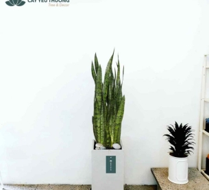Cây lưỡi hổ xanh - Chậu xi măng,chậu đá mài trụ chữ nhật 30x30x60cm