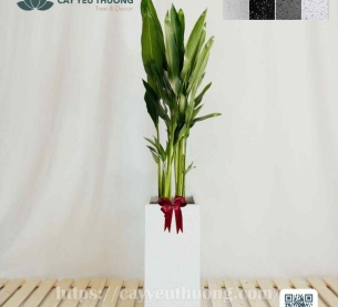 Cây mỏ két Cây mừng khánh thành đẹp,giá rẻ tại TPHCM