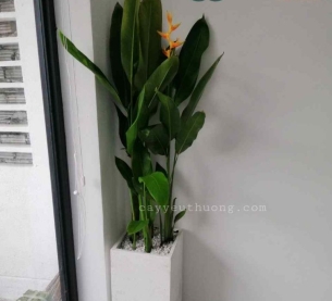 Cây mỏ két Cây mừng khánh thành đẹp,giá rẻ tại TPHCM