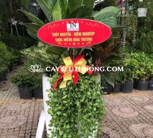 Cây mỏ két làm quà khai trương tăng phong cách cho cửa hàng