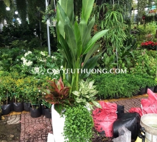 Cây mỏ két làm quà khai trương tăng phong cách cho cửa hàng