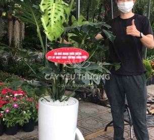 Cây monstera cây tặng khai trương đối tác lớn,chưng sảnh lớn